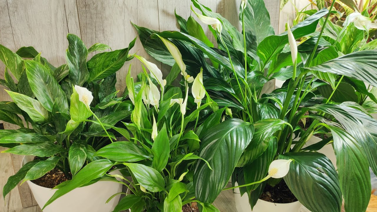 Садівники розповіли, як правильно поливати спатифілум у зимовий період для рясного цвітіння