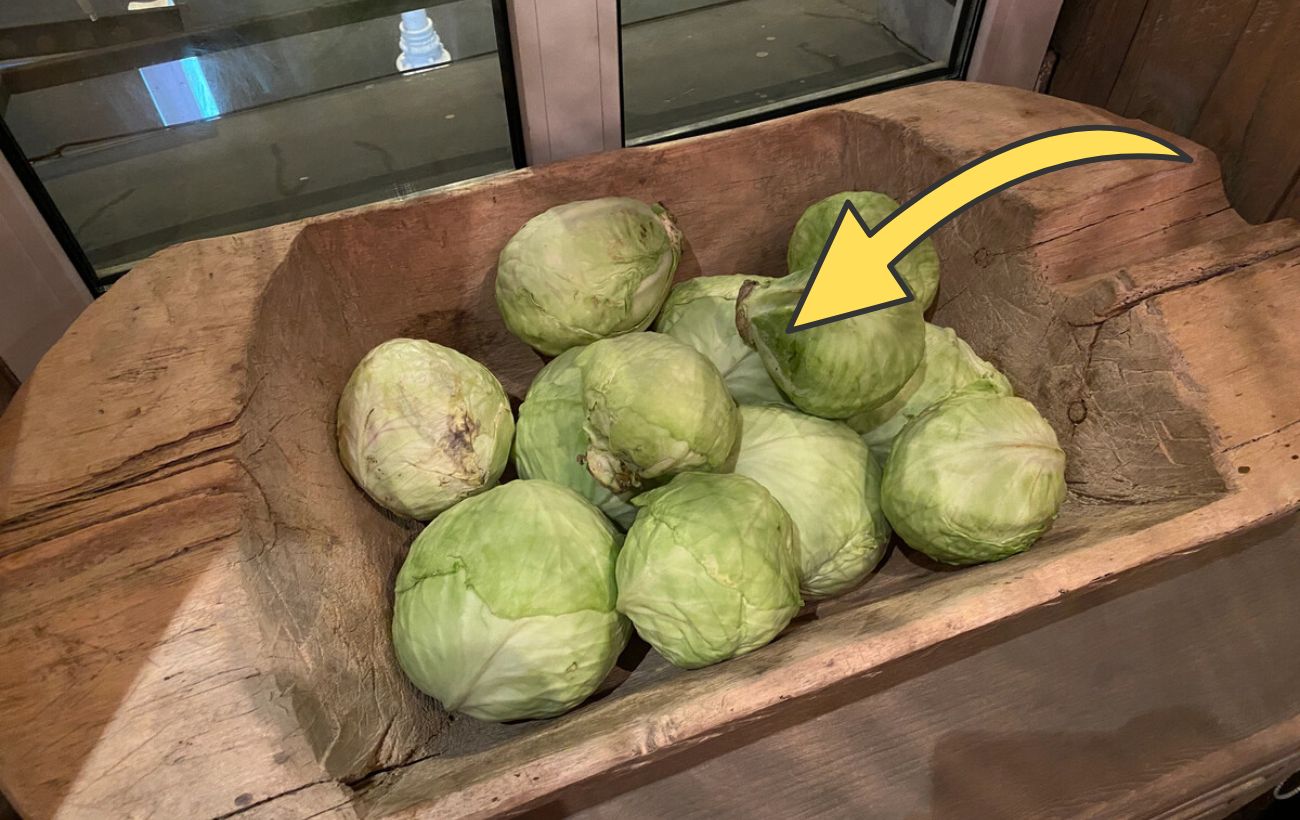 Як довго зберігати капусту в погребі Як довго зберігати капусту в погребі