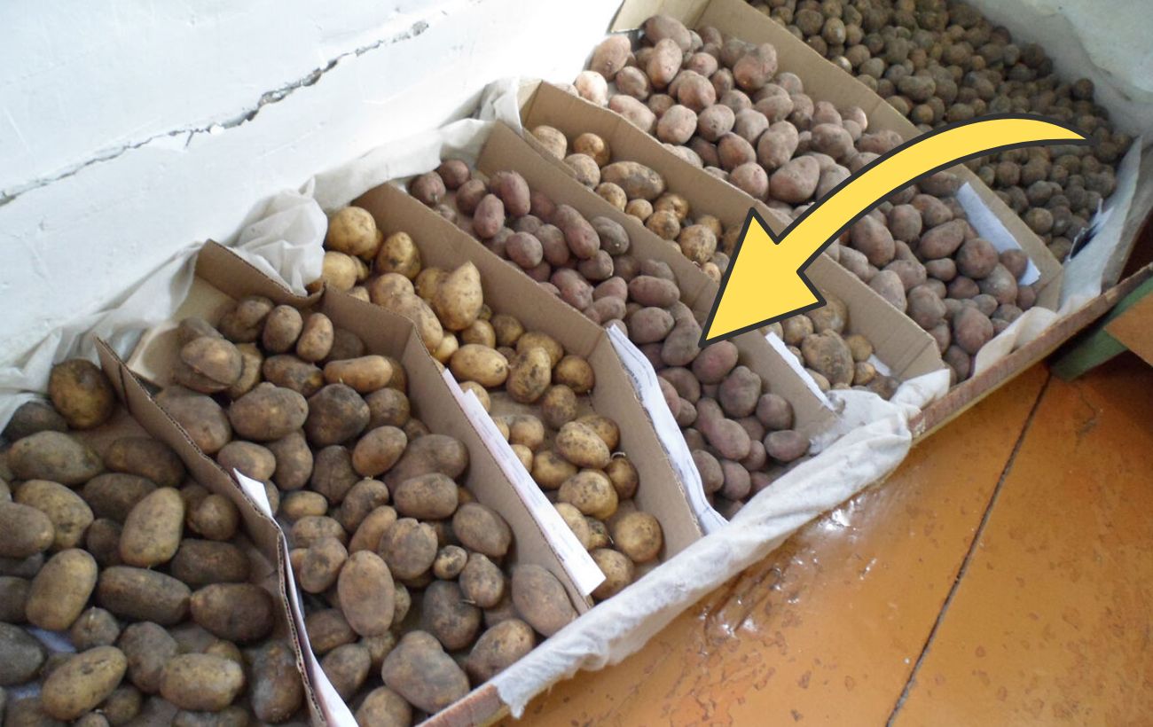 Як зберігати картоплю довго та без псування Як зберігати картоплю довго та без псування