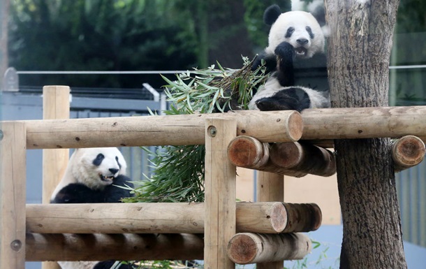 Китай поверне усіх панд із Японії вперше за 50 років