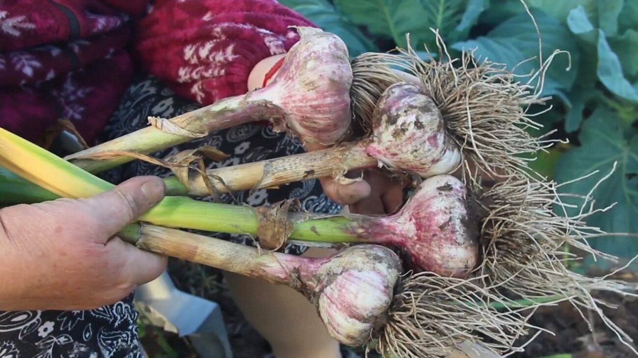 Городники назвали найкращі дати збору озимого часнику та цибулі в Україні