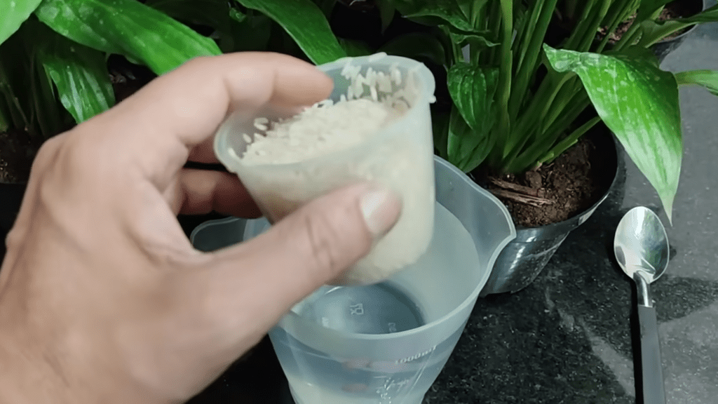 Квітникарі розповіли, чим підгодувати спатифілум для пишного цвітіння