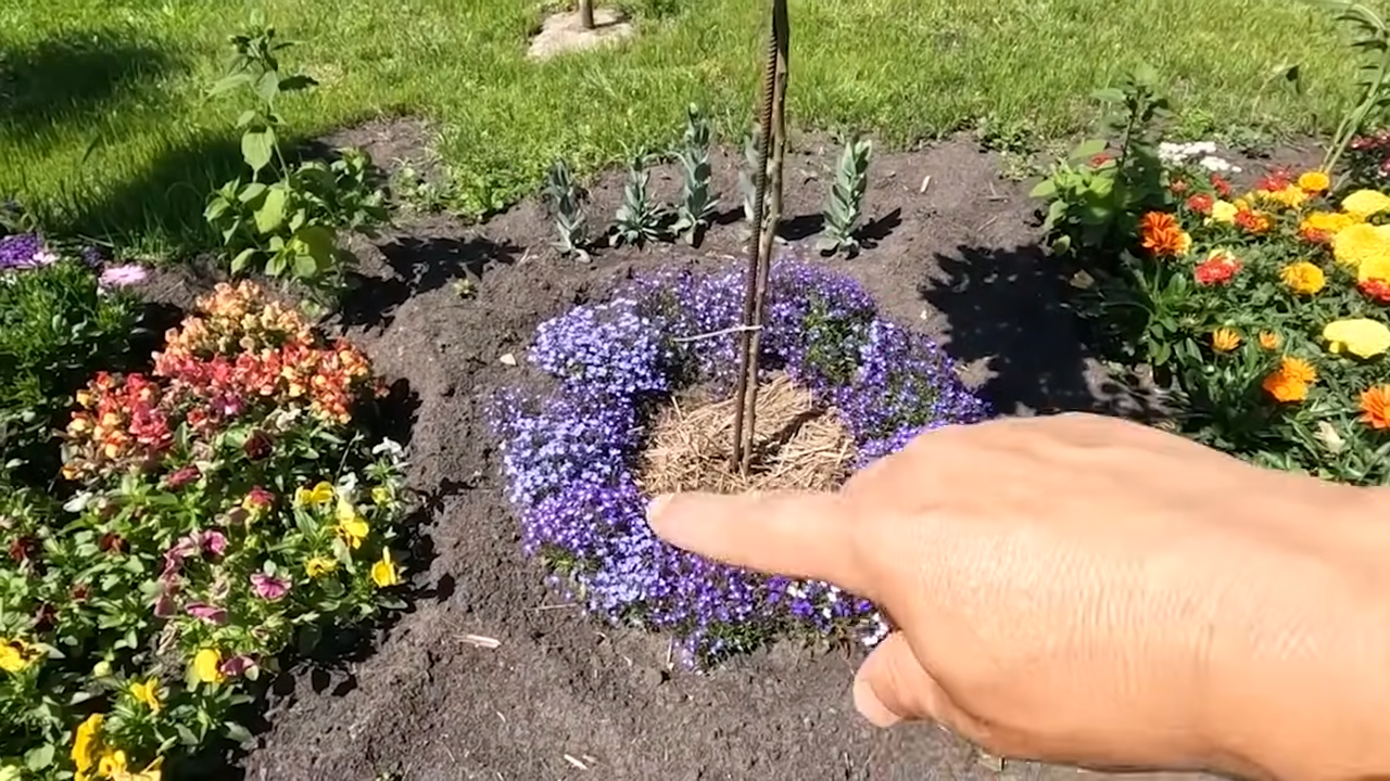 Садівники розповіли про популярні однорічні квіти