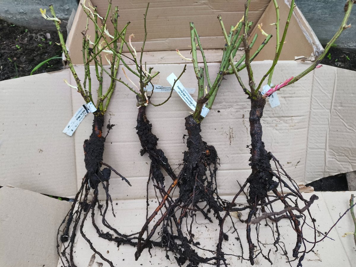 Експерти розкрили простий натуральний спосіб укорінення живців