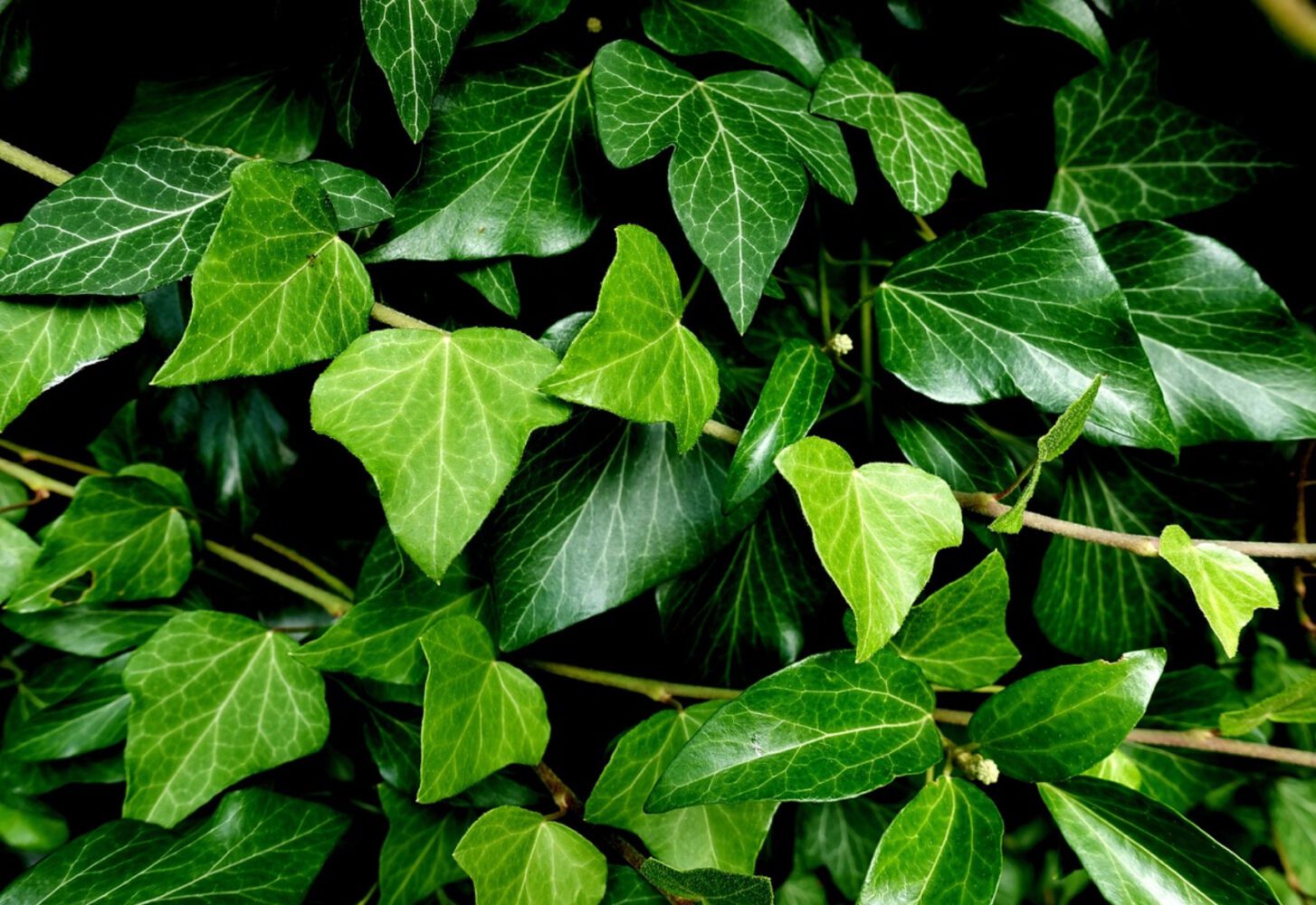 Квітникарі назвали дві популярні рослини, які не можна тримати в будинку Квітникарі назвали дві популярні рослини, які не можна тримати в будинку