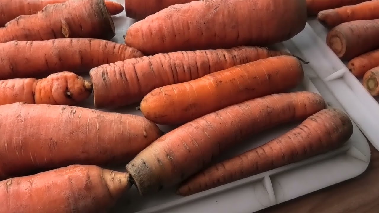 Як довго зберегти буряк та моркву в погребі