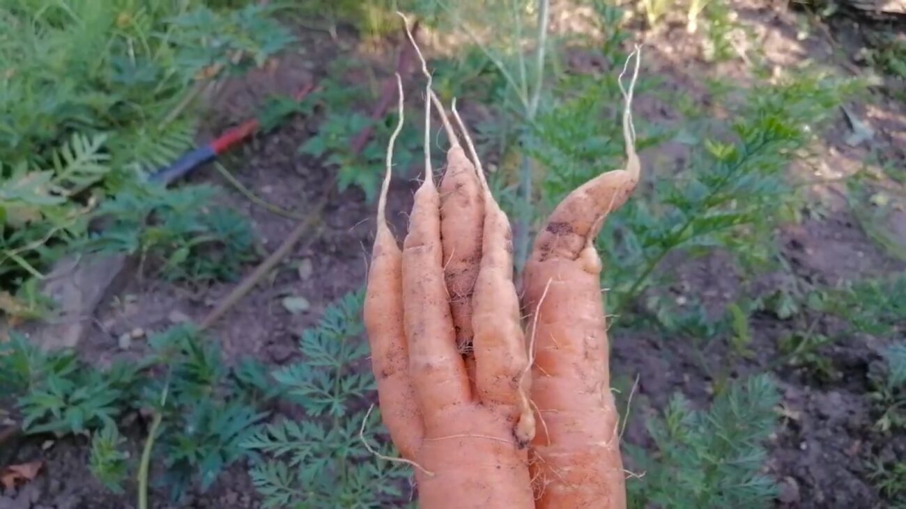 Городники розповіли, чому виростає бородата морква й буряк