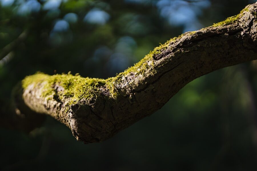 Садівники розповіли, чим обробити дерева від моху і лишайників взимку Садівники розповіли, чим обробити дерева від моху і лишайників взимку