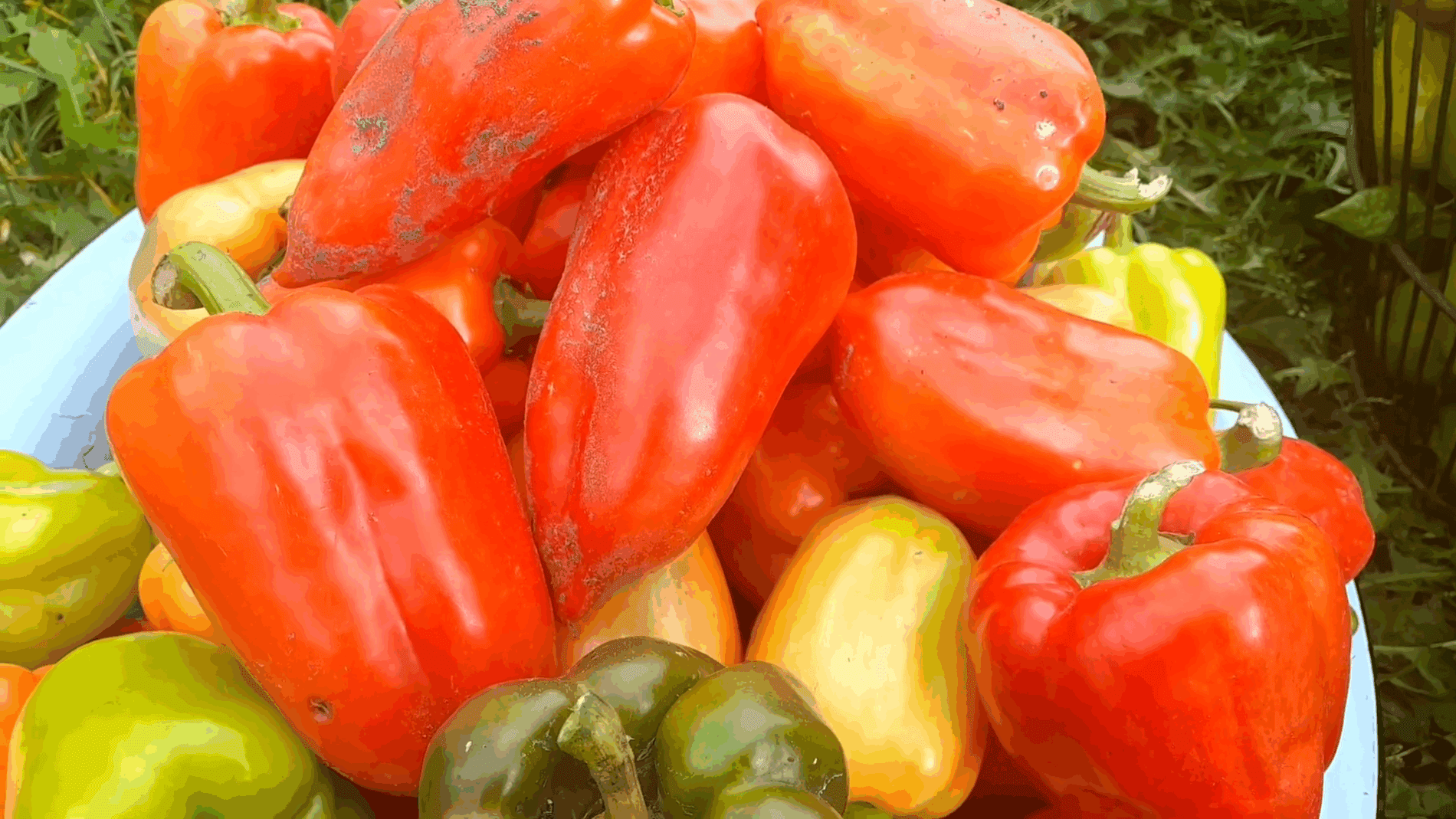 Експерти розповіли про найкращі сорти болгарського перцю