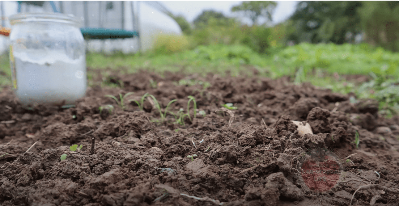 Городники назвали найкраще добриво для відновлення будь-якого ґрунту Городники назвали найкраще добриво для відновлення будь-якого ґрунту