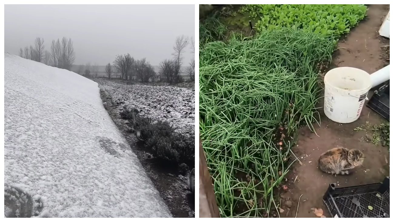Городники порадили рослини, які у грудні вирощують у теплиці Городники порадили рослини, які у грудні вирощують у теплиці