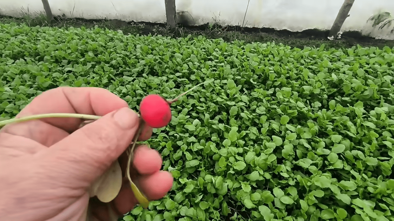 Городники порадили рослини, які у грудні вирощують у теплиці