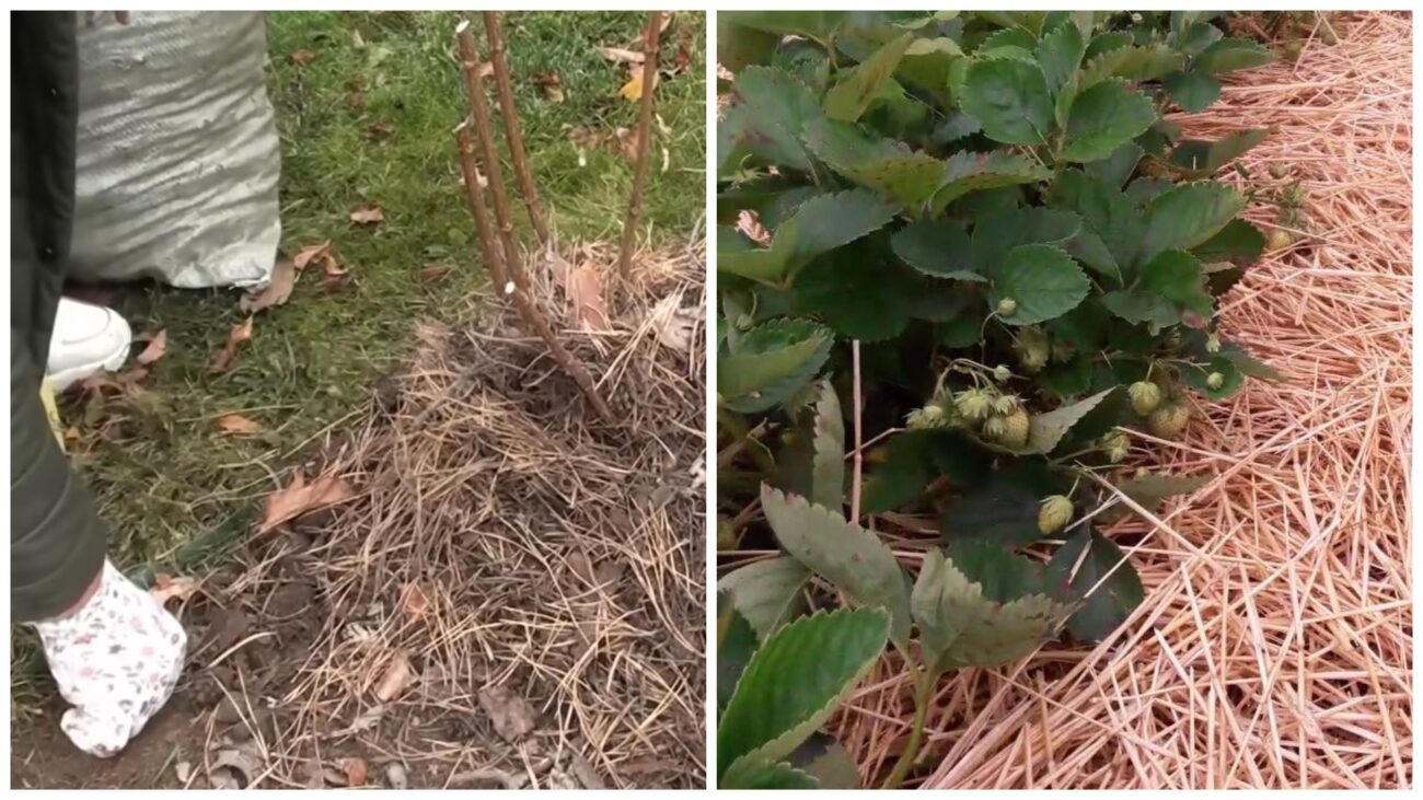 Городники розповіли, що покласти у мульчу, щоб там не заводилися миші