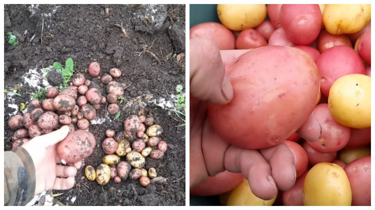 Городники поділилися цікавим експериментом пізньої посадки картоплі