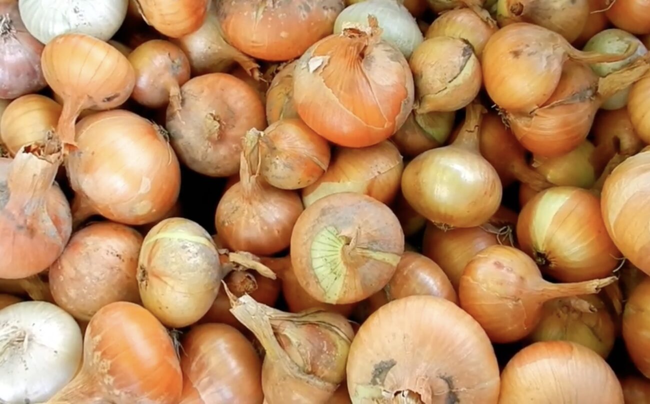 Городники назвали спосіб визначення глибини для посадки озимої цибулі