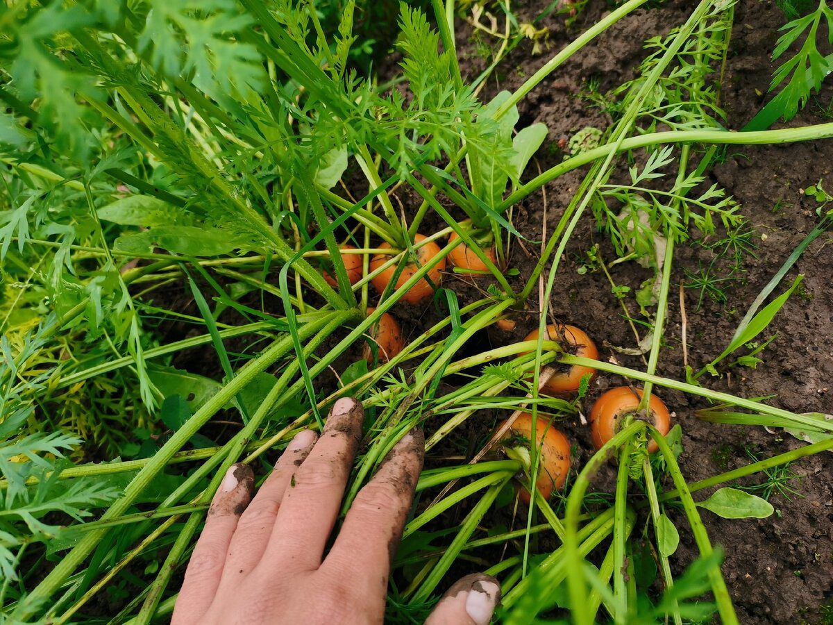 Городники розповіли, яке добриво додати в лунки з морквою для кращого плодоношення навесні