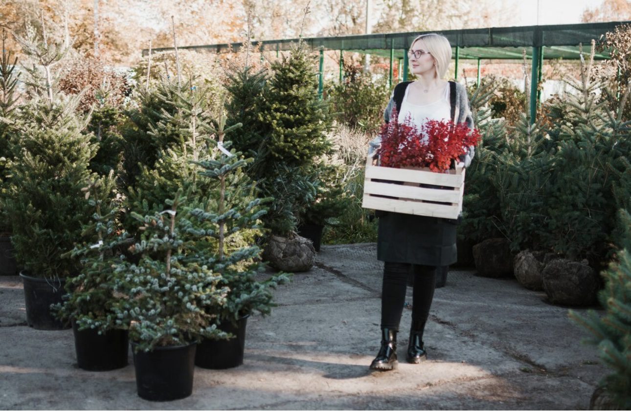 Садівники пояснили, як виростити здорову ялинку у себе вдома Садівники пояснили, як виростити здорову ялинку у себе вдома