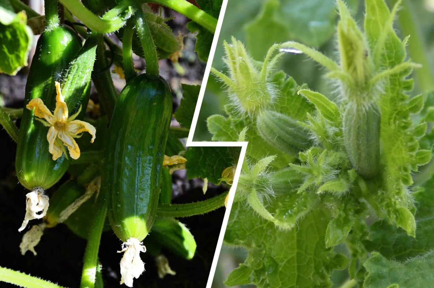 Агроном назвав найкращі сорти огірків для вирощування