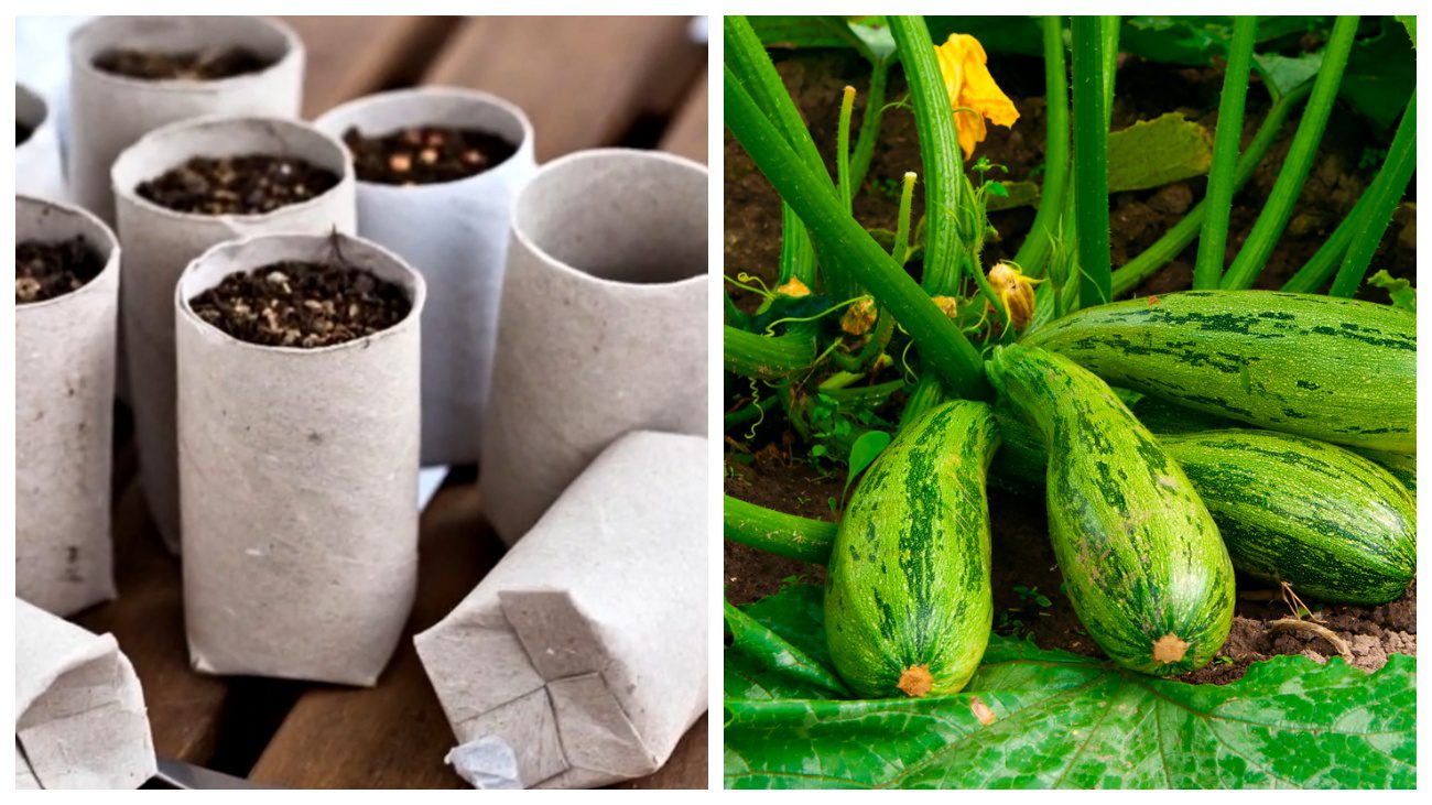 Городники поділилися лайфхаком для вирощування кабачків