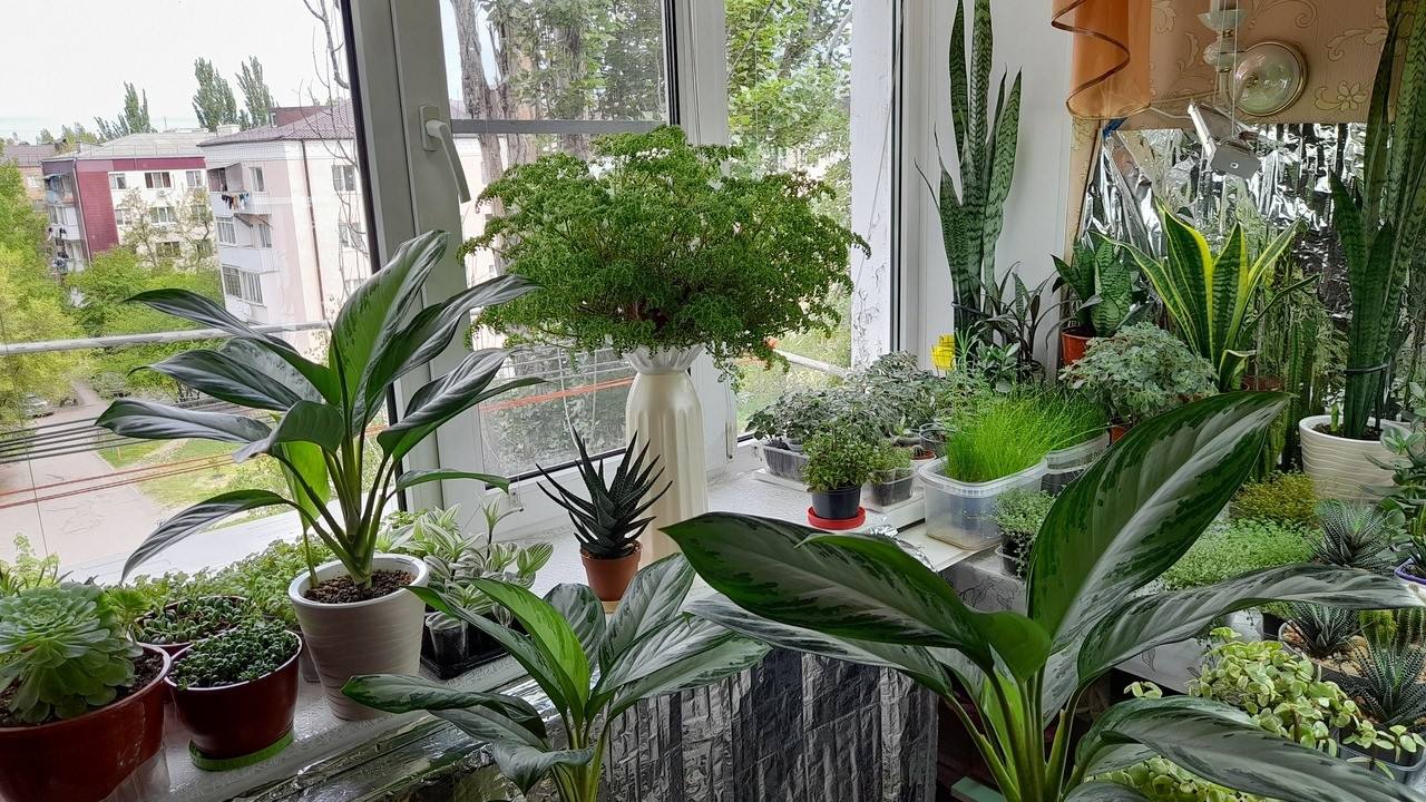 Садівники назвали гарне добриво для кімнатних рослин 