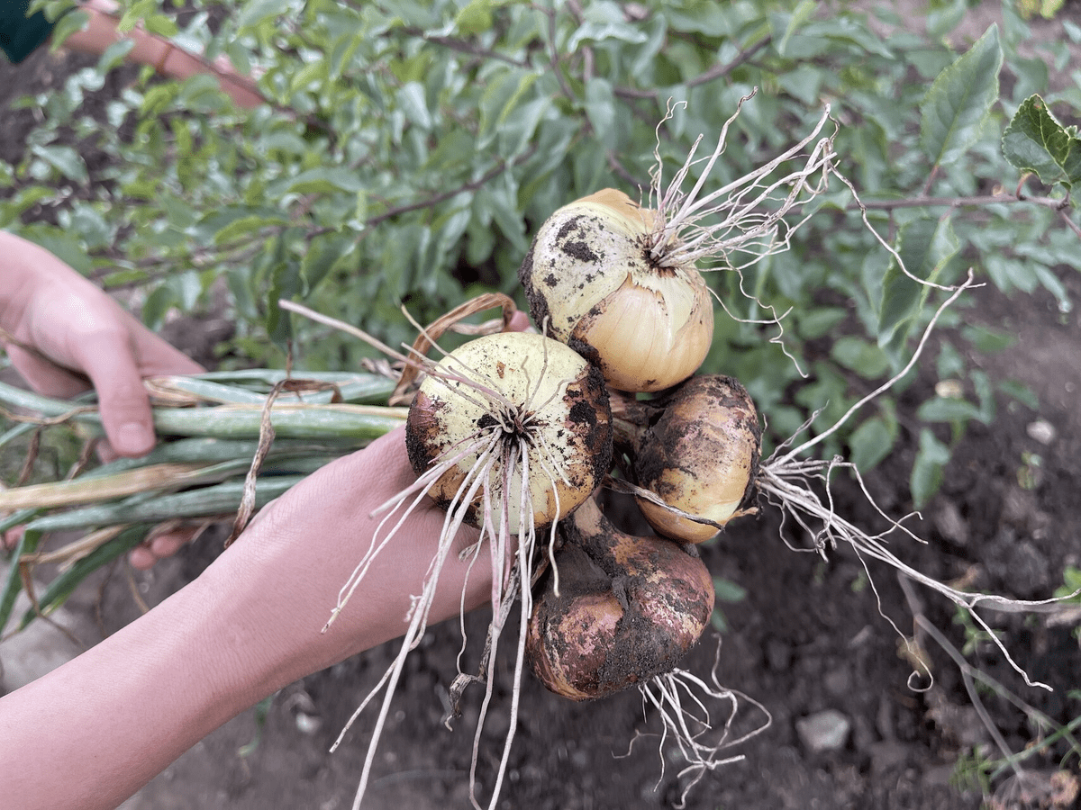 Городники розповіли, що покласти до цибулі, щоб вона не проростала 