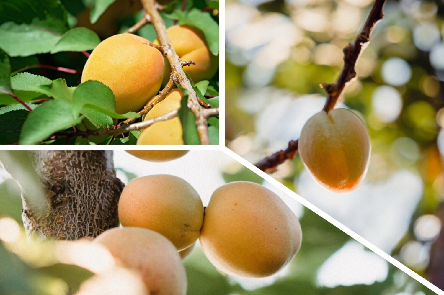 Садівники розповіли, як зміцнити імунітет абрикосу перед настанням холодів