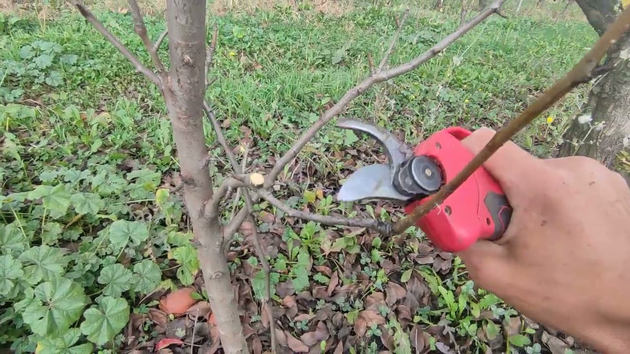 Садівники розповіли, як правильно обрізати яблуню та грушу взимку Садівники розповіли, як правильно обрізати яблуню та грушу взимку