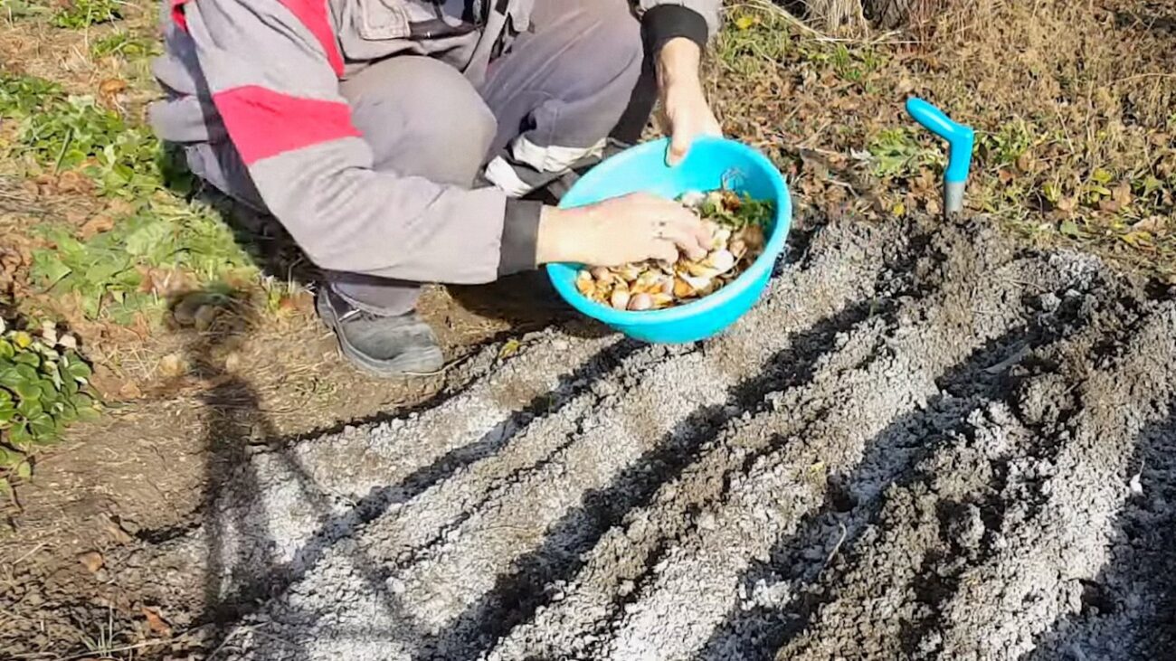 Городники розповіли, чим підгодувати озимий часник у грудні 2025 року Городники розповіли, чим підгодувати озимий часник у грудні 2025 року