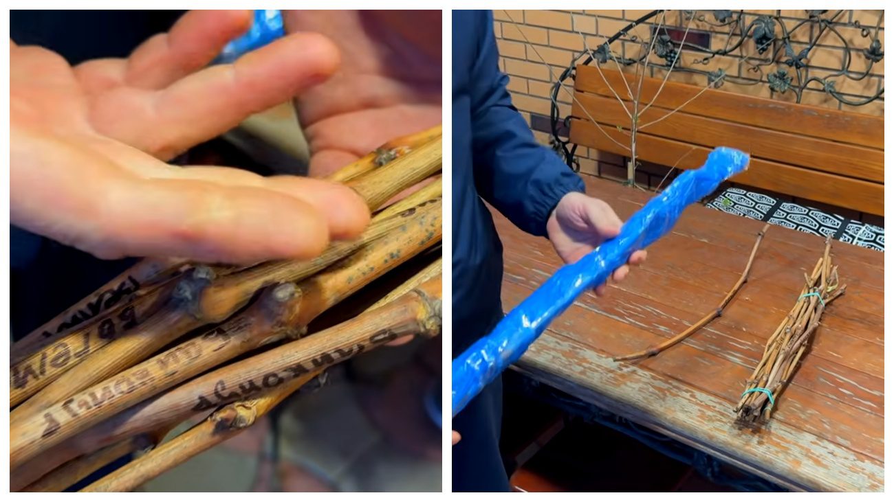 Виноградарі порадили, як правильно зберігати чубуки до весни