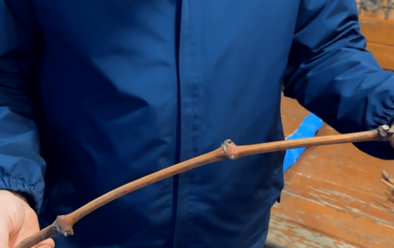 Виноградарі порадили, як правильно зберігати чубуки до весни