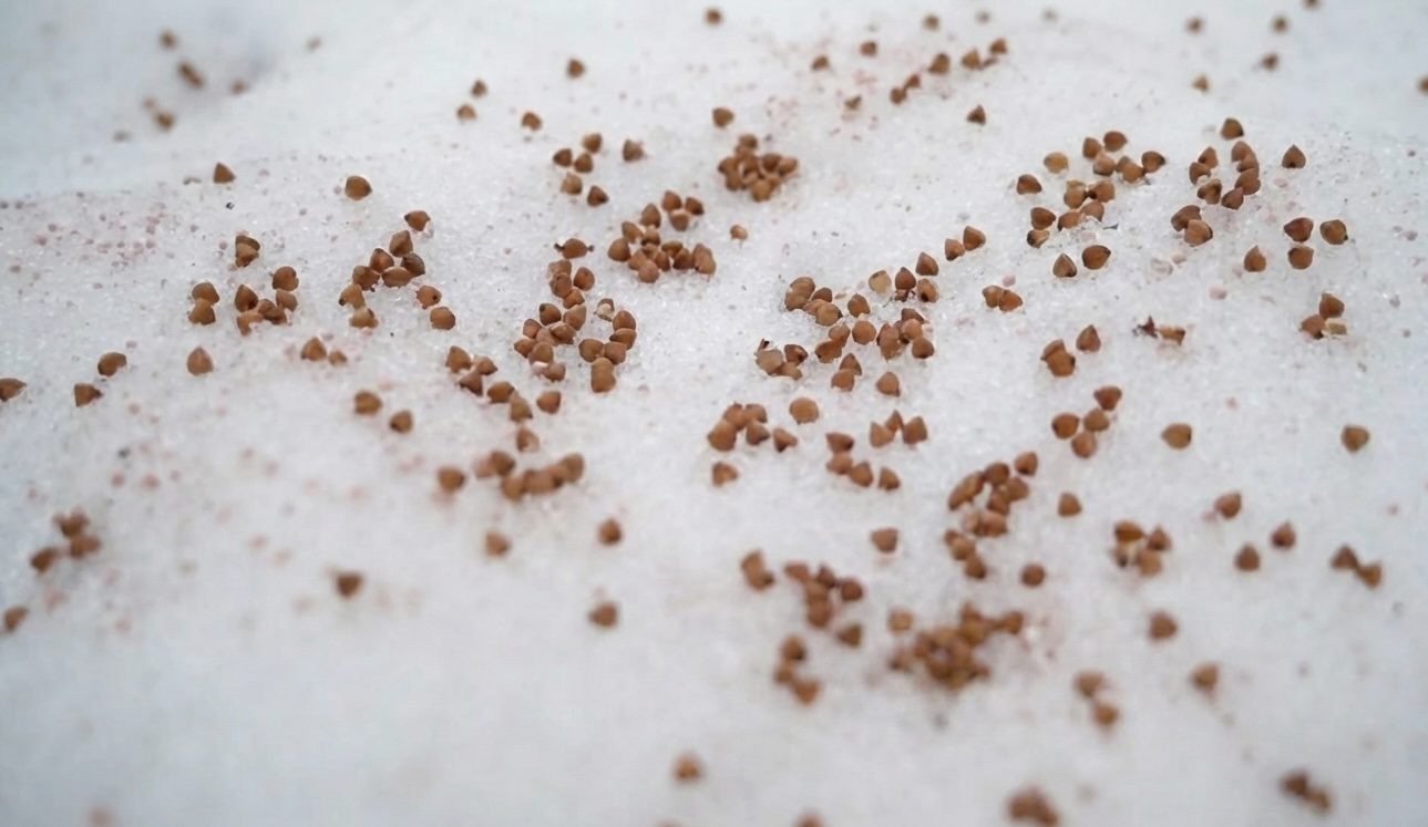 Городники розповіли, яку крупу потрібно внести на грядки в грудні 