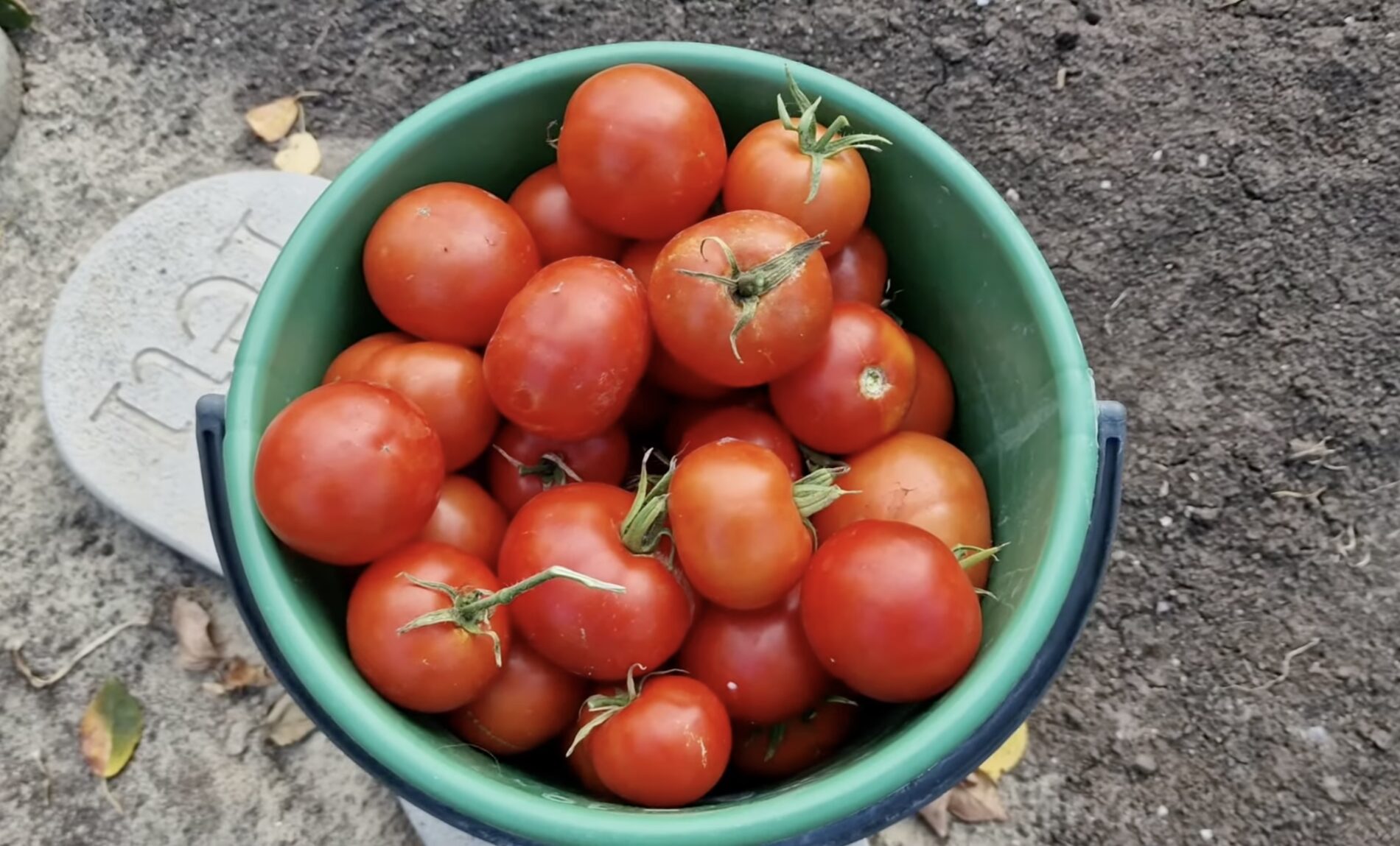 Агрономи розповіли про найкращі сорти високорослих томатів 