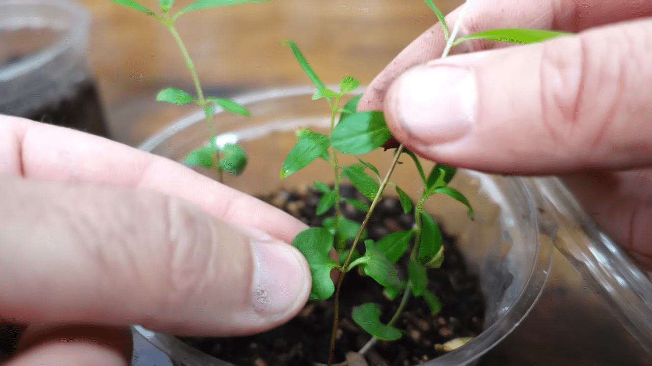 Садівники розповіли, як виростити гранат з покупних плодів