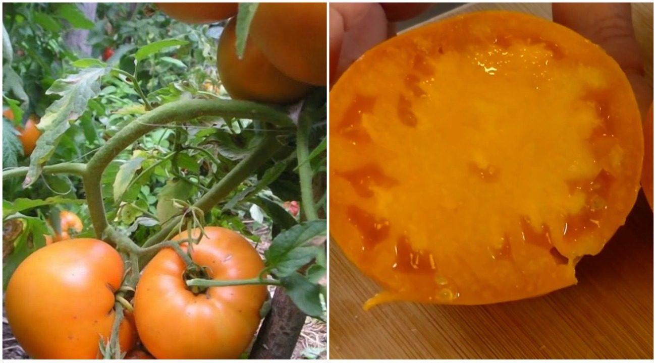 Експерти назвали найсолодший сорт помідорів, який вирощують в Україні