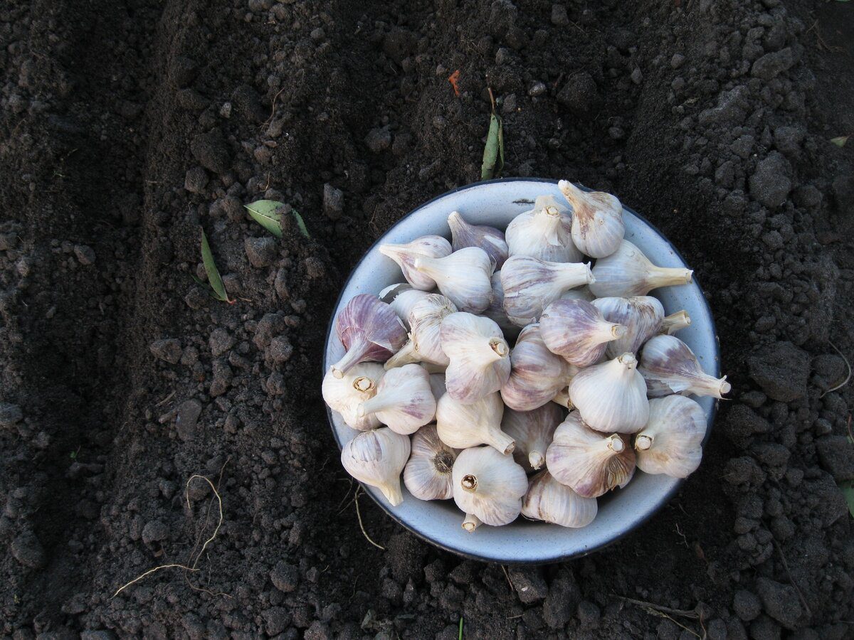 Городники розповіли, який сорт часнику обрати для підзимового посіву 