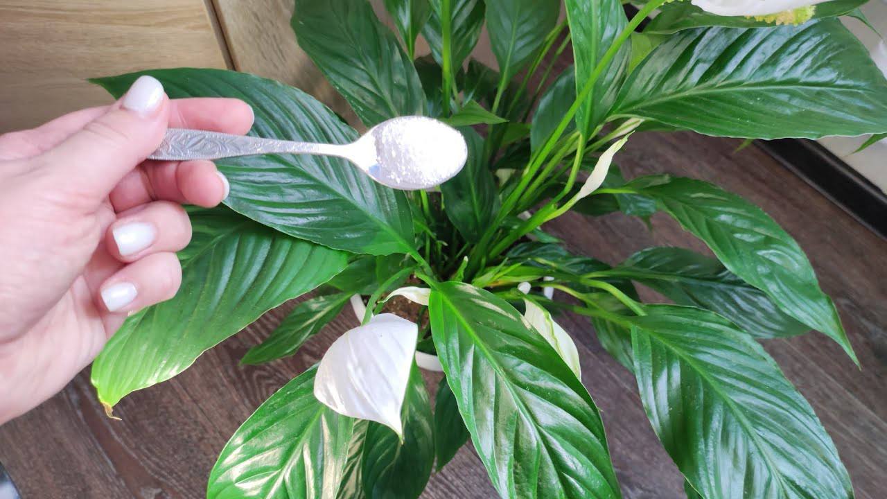 Експерти розповіли, як правильно посадити спатифілум Експерти розповіли, як правильно посадити спатифілум