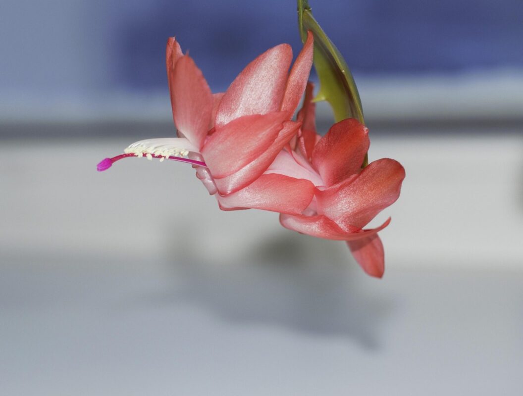 Садівники розповіли, яку квітку можна посадити в грудні для рясного цвітіння