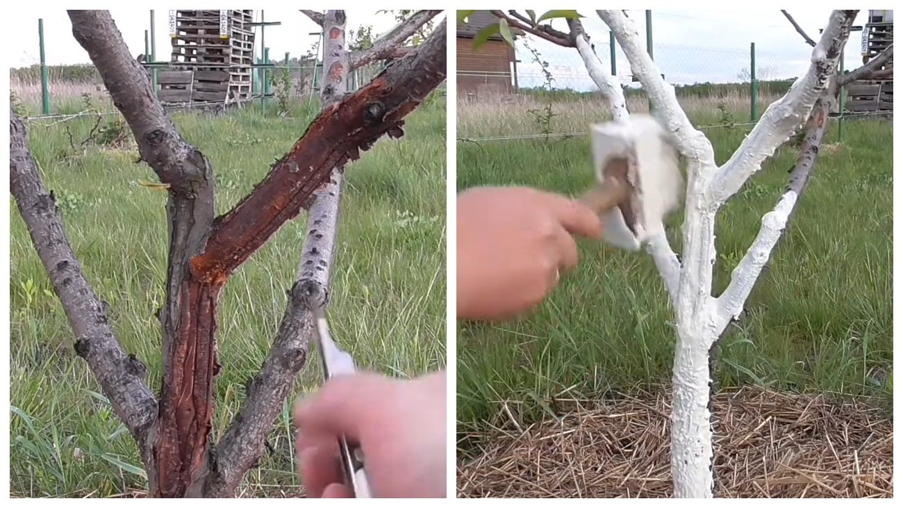 Садівники нагадали метод борознування тріщин кісточкових дерев