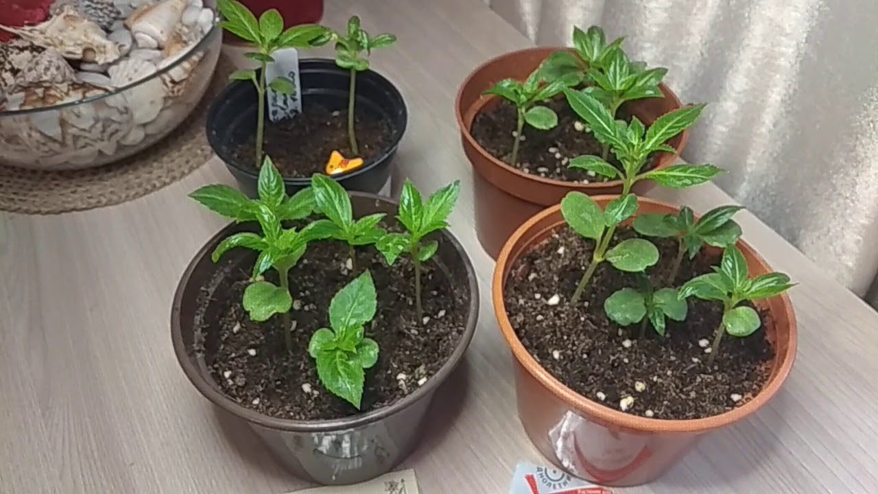 Досвідчені садівники розповіли, що можна посіяти в грудні у горщик Досвідчені садівники розповіли, що можна посіяти в грудні у горщик