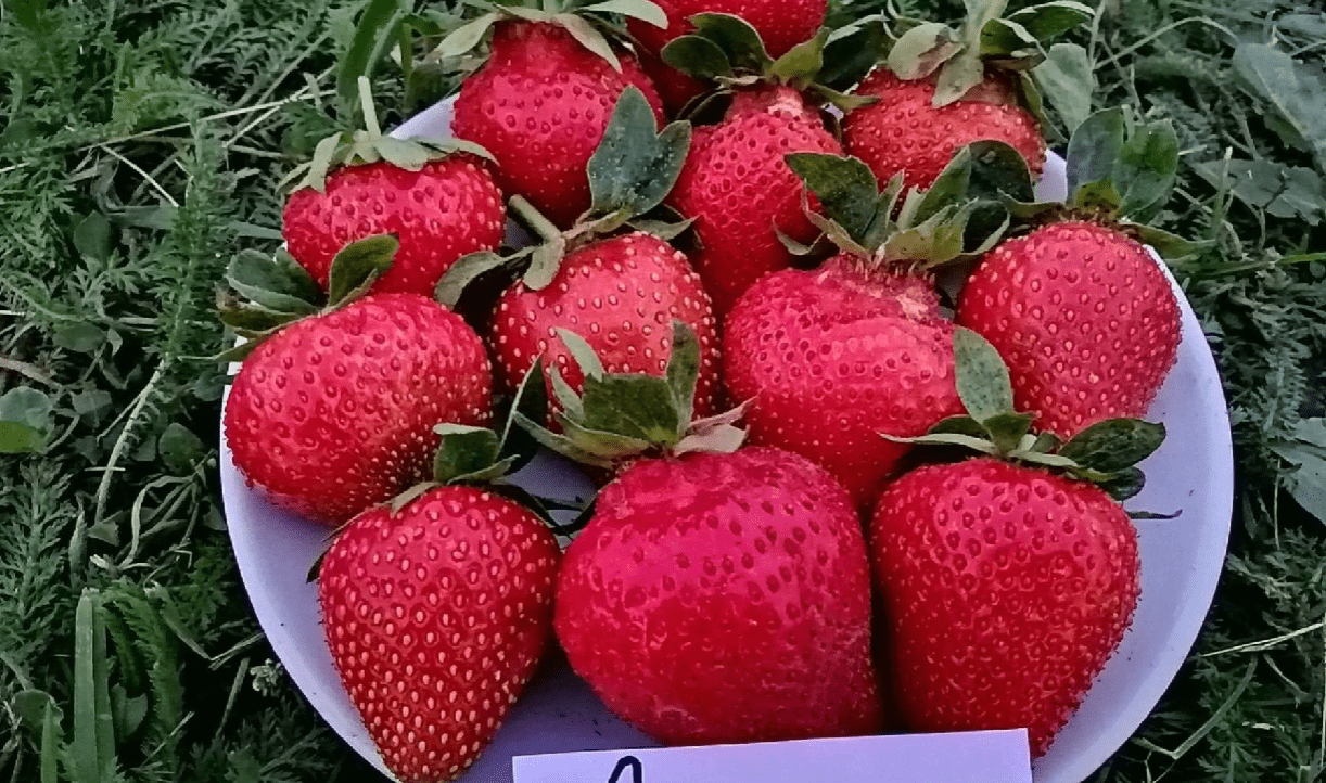 Садівники назвали найкращі зимостійкі сорти полуниці