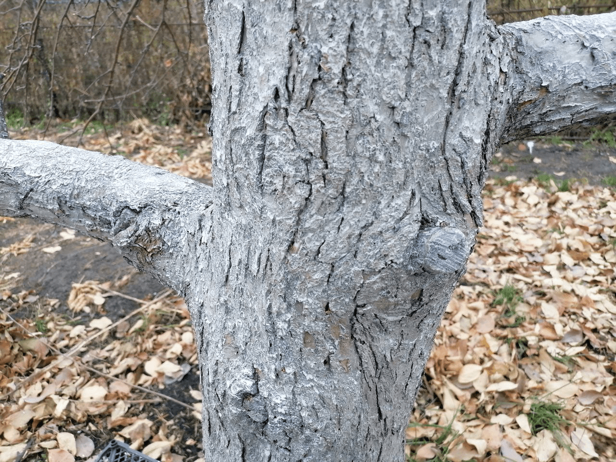 Городники розповіли про зимову підкормку саду по снігу 