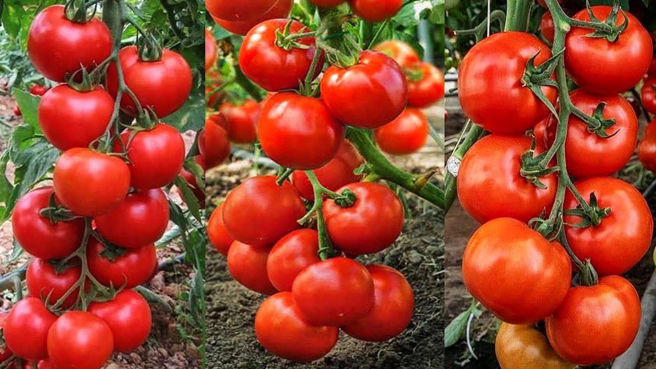 Агрономи назвали 2 сорти томатів, які ростуть у будь-яку погоду