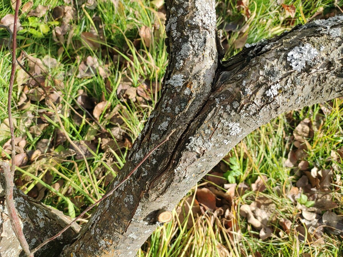 Експерти пояснили, як дієво захистити сад від гризунів, аби вони не пошкодили кору дерев