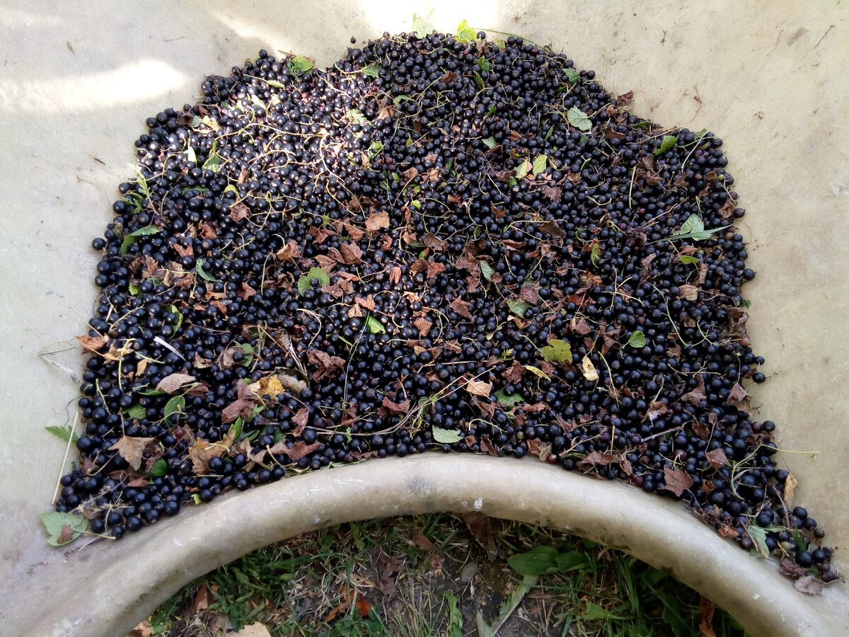 Городники розповіли, коли і як правильно обрізати смородину