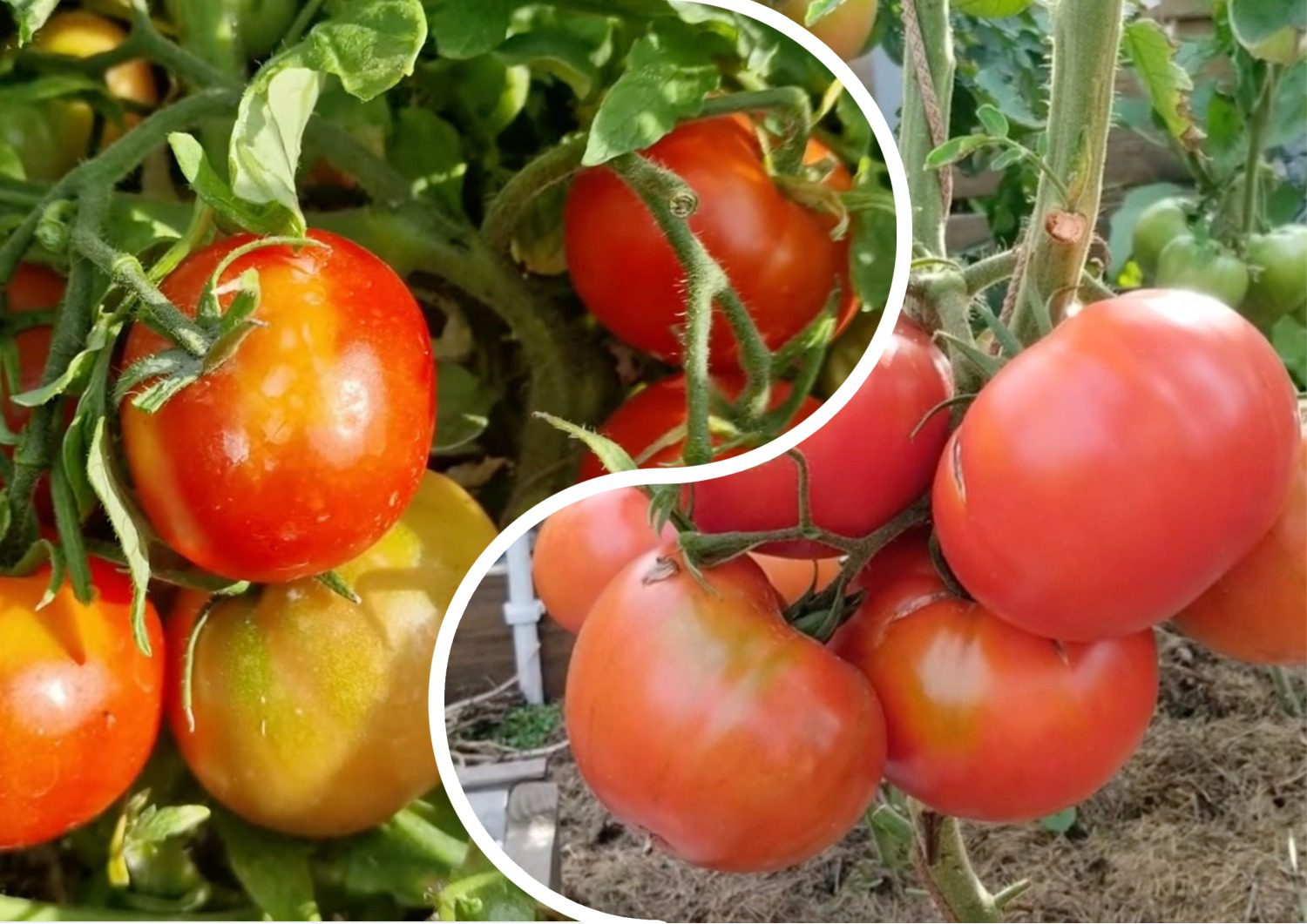 Городники назвали кращий сорт томатів із двох найпопулярніших Городники назвали кращий сорт томатів із двох найпопулярніших