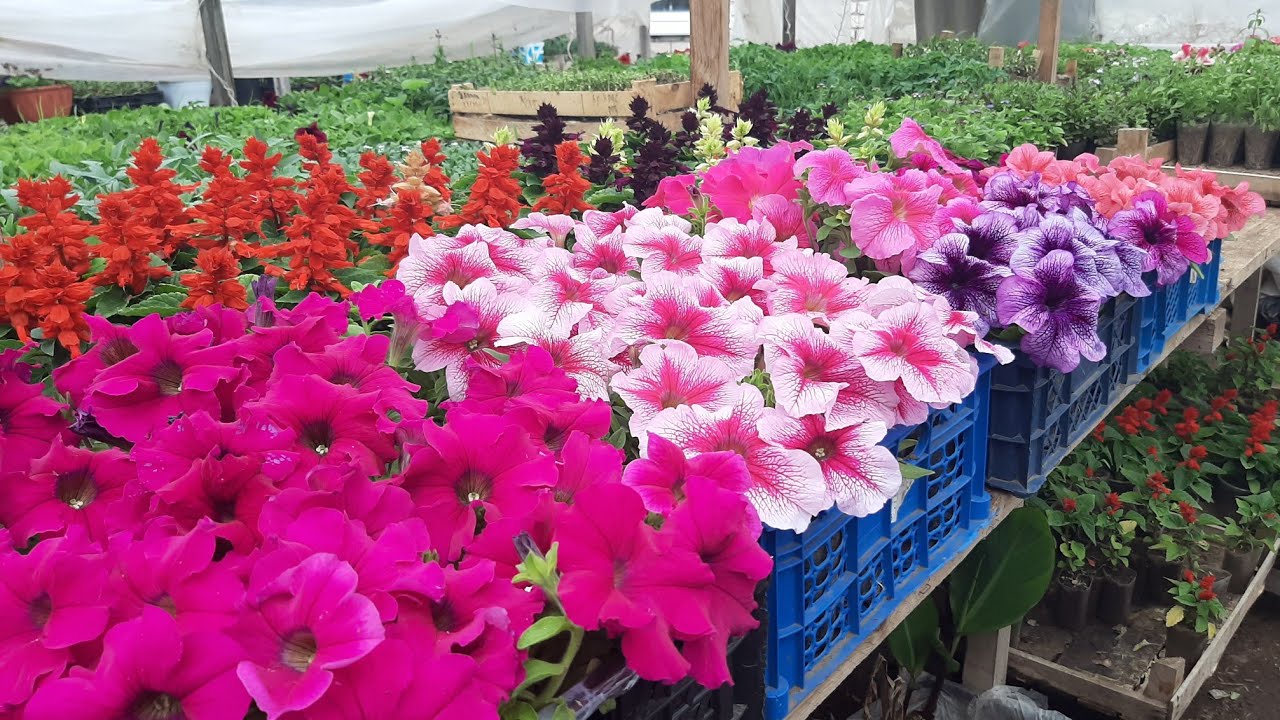 Експерти розповіли, які рослини варто посіяти в грудні на розсаду Експерти розповіли, які рослини варто посіяти в грудні на розсаду