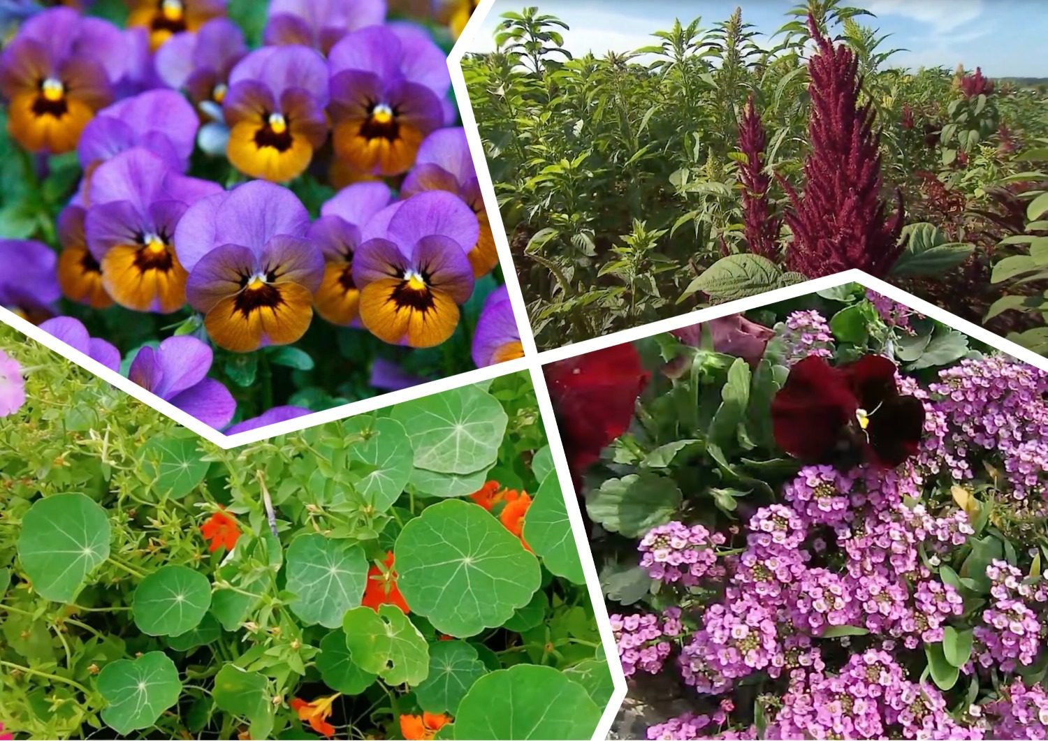 Експерти розповіли, які квіти можна сміливо сіяти у грудні