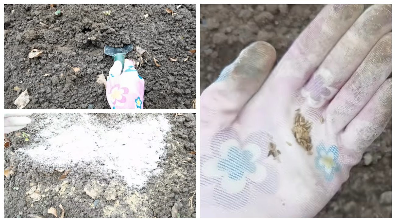 Городники розповіли, як правильно робити підзимовий посів