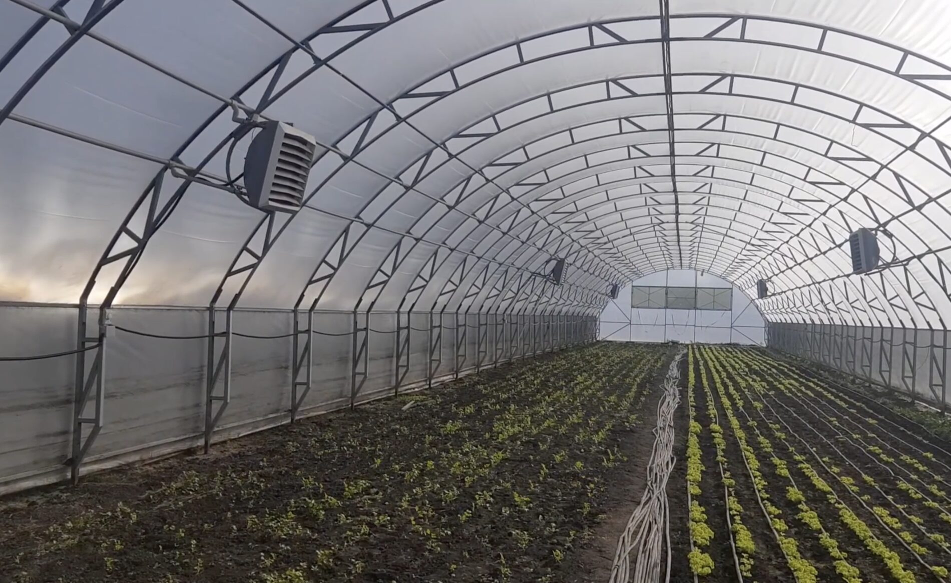 Городники розповіли, що робити, якщо ґрунт в теплиці позеленів Городники розповіли, що робити, якщо ґрунт в теплиці позеленів