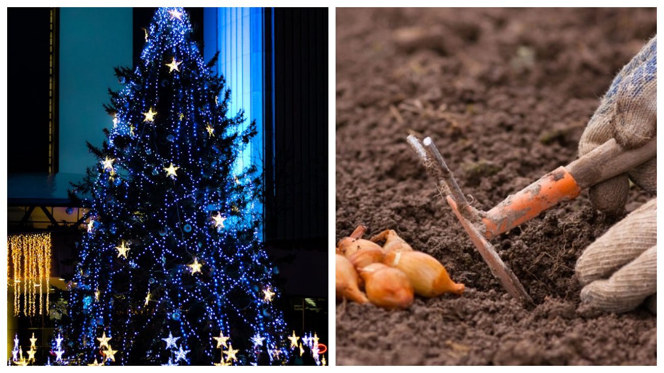 Городники розповіли, чому не пізно посадити цибулю у грудні Городники розповіли, чому не пізно посадити цибулю у грудні